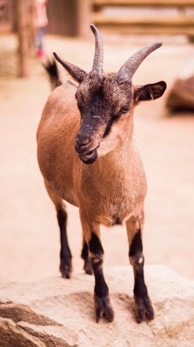 baby goat smiling